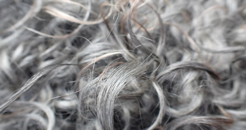 Får Hørhusfolden.JPG